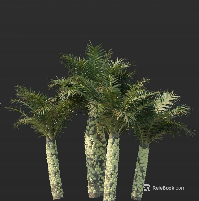 Lush Tropical Palm Trees With Textured Trunks And Feathery Fronds On Dark Background 3d model 