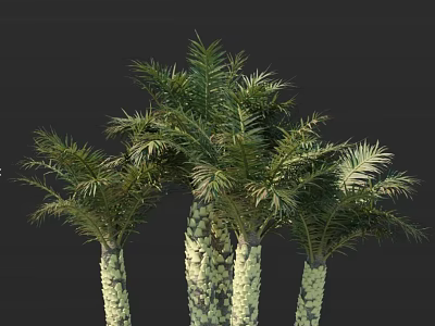 Lush Tropical Palm Trees With Textured Trunks And Feathery Fronds On Dark Background 3d model