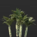 Lush Tropical Palm Trees With Textured Trunks And Feathery Fronds On Dark Background