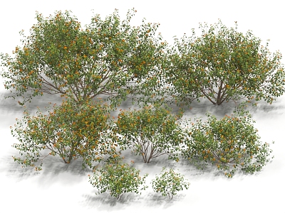 Lantana camara shrubs trees landscape trees street trees 3d model