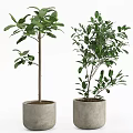Various Green Potted Plants With Different Leaf Shapes In Concrete Pots For Indoor Decor