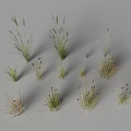 3D Models of Various Grass Plants with Different Heights and Shapes on Gray Background