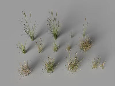 3D Models of Various Grass Plants with Different Heights and Shapes on Gray Background 3d model