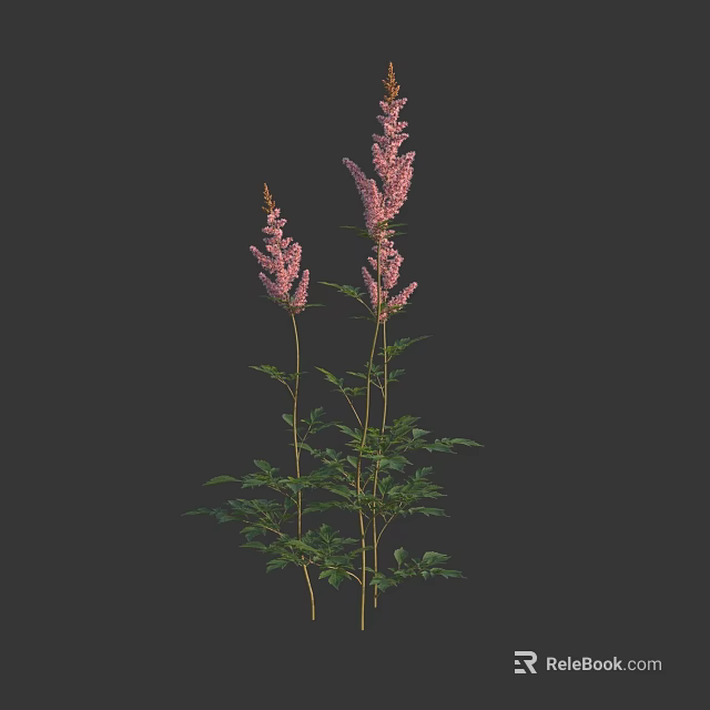 Beautiful Tall Pink Flowering Plants With Green Leaves On Dark Background 3d model 