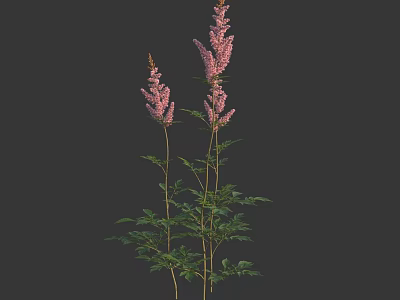 Beautiful Tall Pink Flowering Plants With Green Leaves On Dark Background 3d model