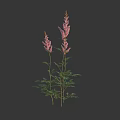 Beautiful Tall Pink Flowering Plants With Green Leaves On Dark Background