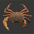 Orange and brown crab with large claws standing on dark background with reflection 3d model