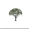 Tall Tree Blooming with White Small Flowers With a Human Silhouette Nearby Against Gray Background