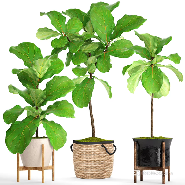 Bonsai Potted Plants with Large Green Leaves in Woven Ceramic and Black Planters 3d model 