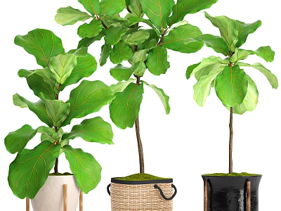 Bonsai Potted Plants with Large Green Leaves in Woven Ceramic and Black Planters 3d model