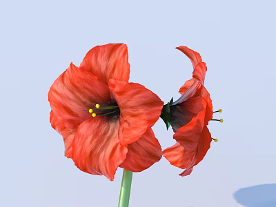 Two Vibrant Red Amaryllis Blooms With Green Stem And Yellow Stamens Against Light Blue Background 3d model