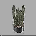 Green Cactus Bonsai Potted Plant In Gray Pot With Small Pebbles