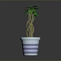 Indoor Decorative Plant with Twisted Stems Green Leaves in White Pot with Purple Stripes