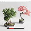 Green and Red Bonsai Trees with Lush Foliage in Black Ceramic Pots for Indoor Decor