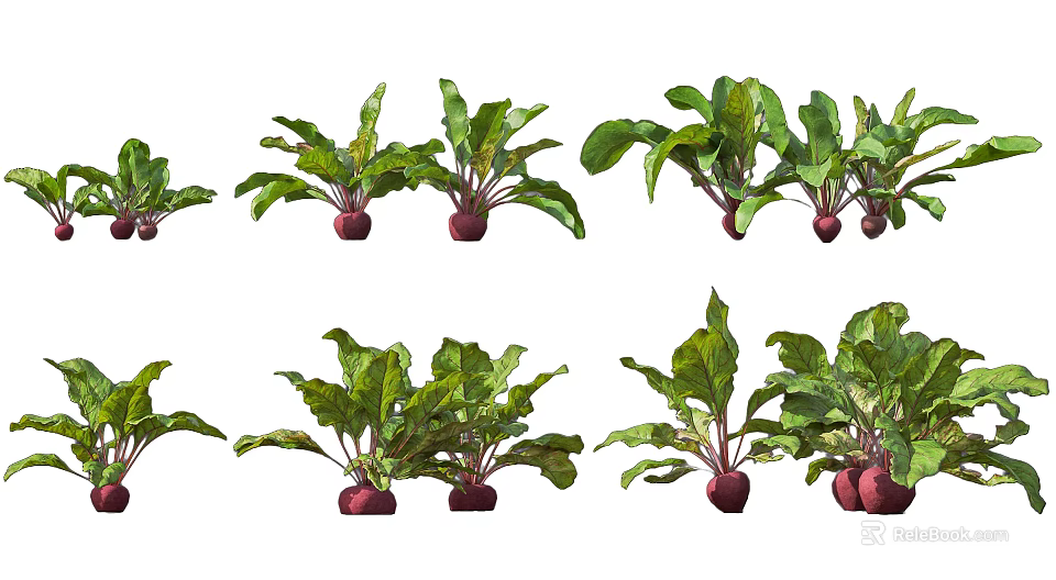 Fresh Beets With Green Leaves And Red Roots In Garden Setting 3d model 