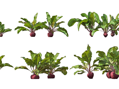Fresh Beets With Green Leaves And Red Roots In Garden Setting 3d model