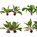 Fresh Beets With Green Leaves And Red Roots In Garden Setting