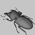 Black Stag Beetle With Large Mandibles On Blue Background Close Up View