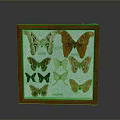 Butterfly Specimens In Red Framed Display Case With Various Colors And Patterns