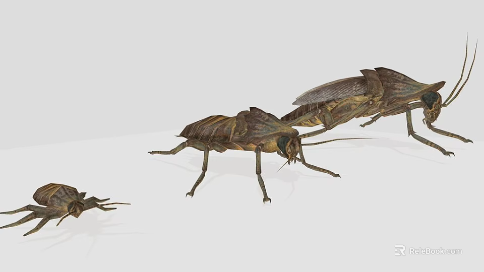 Realistic 3D Insect Models Showcasing Various Sizes And Poses 3d model 