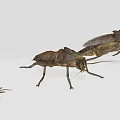 Realistic 3D Insect Models Showcasing Various Sizes And Poses 3d model