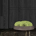 Bonsai Plant In Brass Pot On Marble Countertop With Dark Wooden Background And Lighting