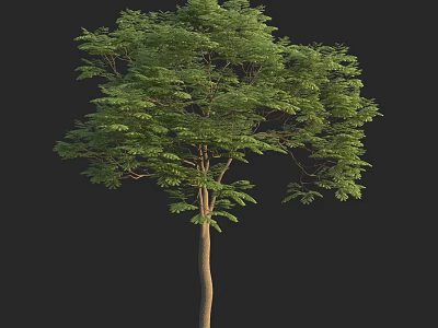Lush Green Arbor Featuring Tall Straight Trunk And Dense Foliage 3d model