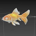 Bright Orange Goldfish As Aquatic Animal With Shiny Scales White Fins And Tail