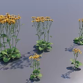 Yellow Flowering Plants With Green Leaves Different Sizes On Gray Background And Shadows