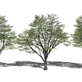 Three Arbor Trees With Straight Trunks And Lush Green Leaves On White Background