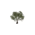 Evergreen Arbor With Multiple Trunks And Lush Green Canopy Featuring Human Silhouette Against Dark Background