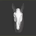 Anatomical 3D Model of Horse Skull Displaying Organ Structures and Hair Details