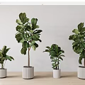 Indoor Potted Plants With Various Sizes Green Leaves And White Pots On Wooden Surface