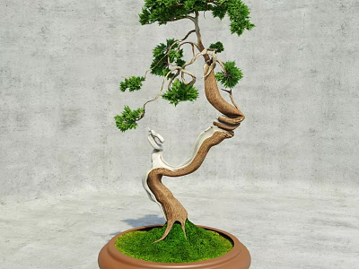Bonsai Potted Plant With Twisted Trunk Green Foliage Brown Pot And Gray Concrete Background 3d model
