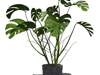 Lush Monstera Potted Plant With Large Green Leaves In Gray Pot 3d model