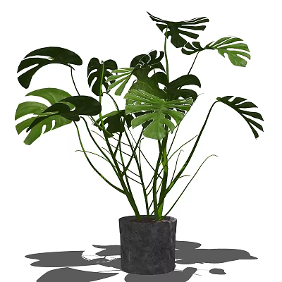 Lush Monstera Potted Plant With Large Green Leaves In Gray Pot 3d model