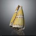 Colorful Spiral Conch Marine Animal Shell Featuring Yellow Body And Brown Stripes