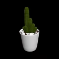 Cactus Plant in White Pot with White Stones for Indoor Decoration