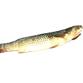 Whole Raw Fish Displayed With Scales And Fins On White Background