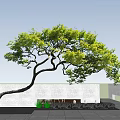 Lush Green Arbor With Curved Trunk And Foliage Against Blue Sky