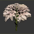 Two Pink Chrysanthemum Flowers Large and Small with Soft Layered Petals on Green Stems Leaves