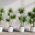 Green Potted Plants in White Ceramic Pots Arranged Indoors Against Light Wall and Wooden Floor