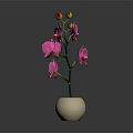 Beautiful Pink Orchid Flowers In White Vase With Gray Background