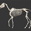 Medical Device Horse Skeleton Model with Detailed Anatomical Structure for Veterinary Education