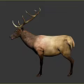 Realistic Standing Elk With Large Antlers And Brown Coat Against Gray Background