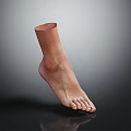 Realistic 3D Model of Human Foot and Ankle on Gray Background with Reflection