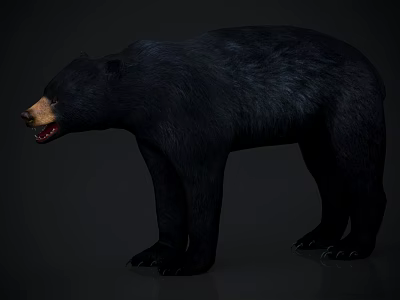 Realistic 3D Model of Black Bear in Standing Pose With Open Mouth and Detailed Fur 3d model