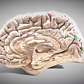 3D Rendered Human Brain Anatomical Model With Colored Markers On Surface Structure