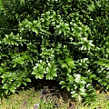 Lush Tropical Plants With Large Green Leaves And Various Foliage In Garden