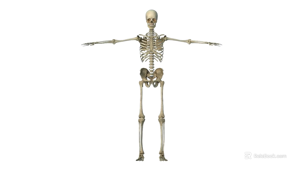 Male Human Skeleton Standing with Arms Outstretched Full Body Anatomical View 3d model 